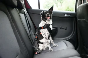 Transporte-de-animais-em-veiculos