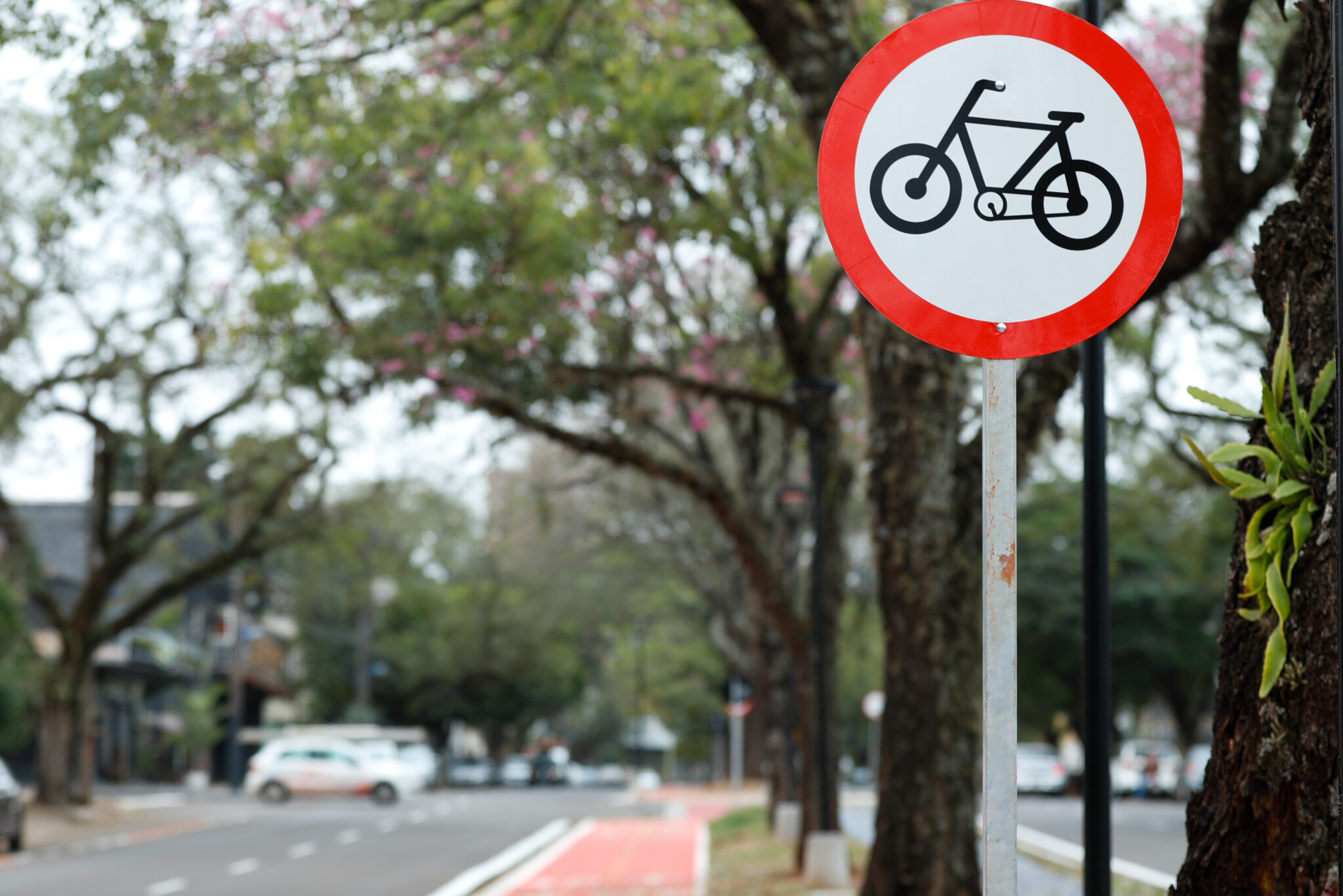 Placa de trânsito - R-34 | Circulação exclusiva de bicicletas - Blog Zignet
